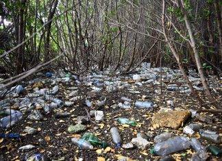 Alarming amounts of single-use plastics collected during ICC 2022