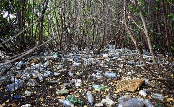 Alarming amounts of single-use plastics collected during ICC 2022