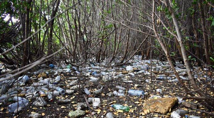 Alarming amounts of single-use plastics collected during ICC 2022