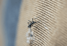 First mosquito survey for the ABC islands in nearly 75 years