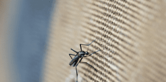 First mosquito survey for the ABC islands in nearly 75 years