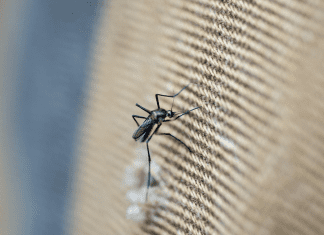 First mosquito survey for the ABC islands in nearly 75 years