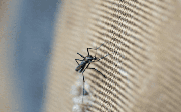 First mosquito survey for the ABC islands in nearly 75 years