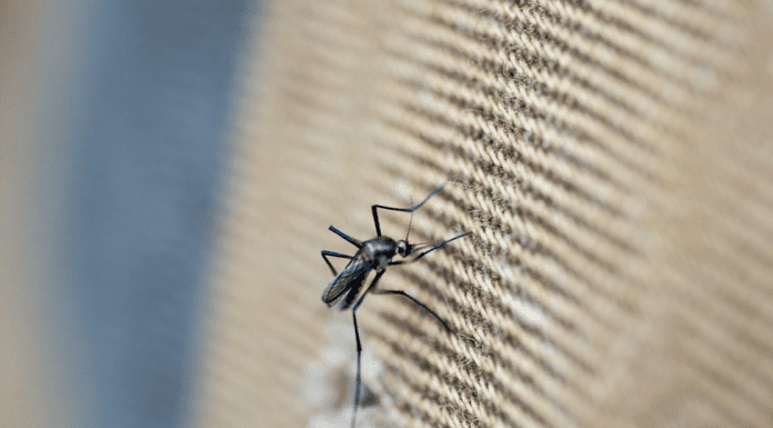 First mosquito survey for the ABC islands in nearly 75 years