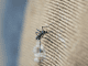 First mosquito survey for the ABC islands in nearly 75 years