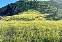 Intensification bounty period goat control project, support for local agriculture