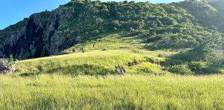 Intensification bounty period goat control project, support for local agriculture