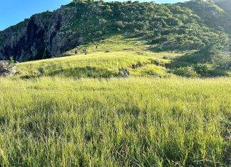 Intensification bounty period goat control project, support for local agriculture
