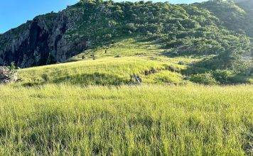 Intensification bounty period goat control project, support for local agriculture