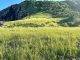 Intensification bounty period goat control project, support for local agriculture