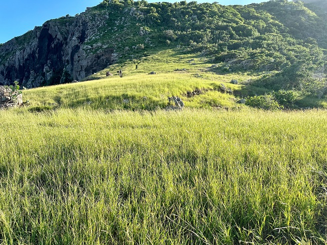 Lush Sulphur Mine area