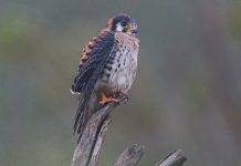 The Nature Foundation St. Maarten trains residents to become professional Birding Tour Guides.