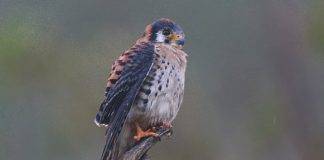 The Nature Foundation St. Maarten trains residents to become professional Birding Tour Guides.