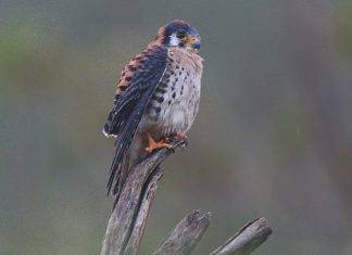 The Nature Foundation St. Maarten trains residents to become professional Birding Tour Guides.