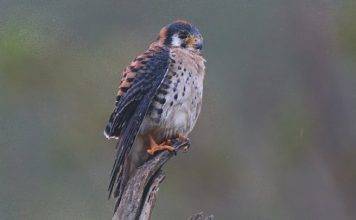 The Nature Foundation St. Maarten trains residents to become professional Birding Tour Guides.