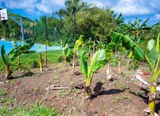 Wastewater treatment system at Leonald Conner School fully repaired through Sint Maarten Trust Fund