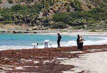 Mysterious Deaths Unfold in Guana-Bay Beach: Investigation Underway