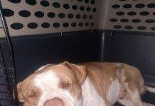 St. Maarten Police Successfully Captures Dangerous Dog; Owner Urged to Contact Authorities