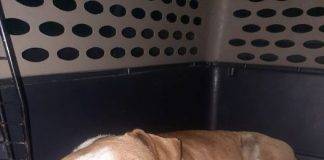 St. Maarten Police Successfully Captures Dangerous Dog; Owner Urged to Contact Authorities