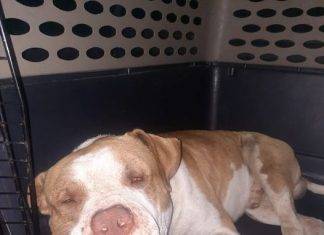 St. Maarten Police Successfully Captures Dangerous Dog; Owner Urged to Contact Authorities