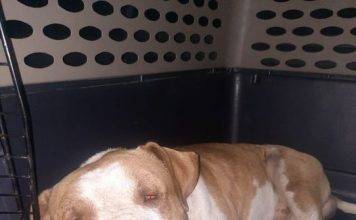 St. Maarten Police Successfully Captures Dangerous Dog; Owner Urged to Contact Authorities
