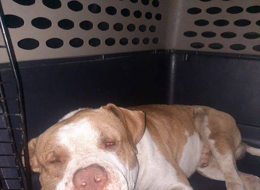 St. Maarten Police Successfully Captures Dangerous Dog; Owner Urged to Contact Authorities