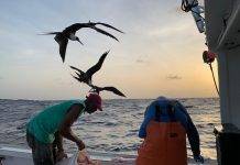 10 Year Saba Bank Fisheries Research reveals new Opportunities for Fishermen
