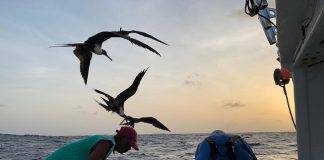 10 Year Saba Bank Fisheries Research reveals new Opportunities for Fishermen