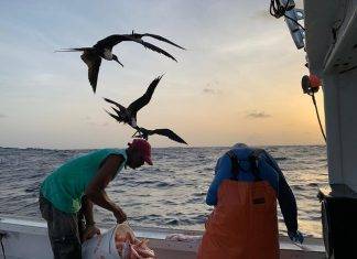 10 Year Saba Bank Fisheries Research reveals new Opportunities for Fishermen