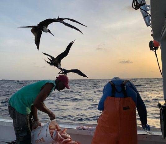 10 Year Saba Bank Fisheries Research reveals new Opportunities for Fishermen