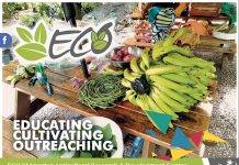 Money grows on trees