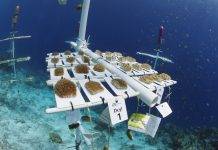Island Initiatives to Restore Coral Reefs