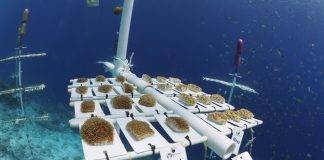 Island Initiatives to Restore Coral Reefs