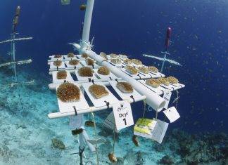 Island Initiatives to Restore Coral Reefs
