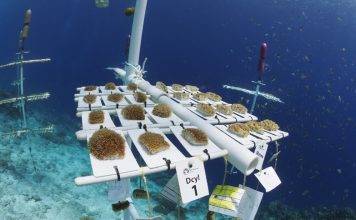 Island Initiatives to Restore Coral Reefs