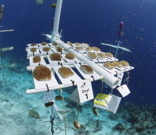 Island Initiatives to Restore Coral Reefs