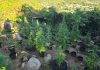 Discovery and Confiscation of Over 500 Marijuana Plants in Dutch Quarter