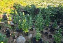 Discovery and Confiscation of Over 500 Marijuana Plants in Dutch Quarter