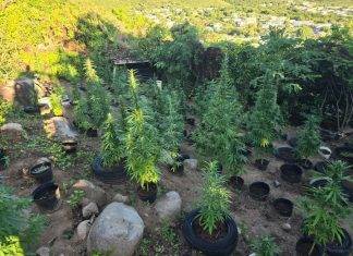 Discovery and Confiscation of Over 500 Marijuana Plants in Dutch Quarter