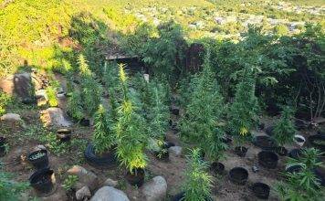 Discovery and Confiscation of Over 500 Marijuana Plants in Dutch Quarter