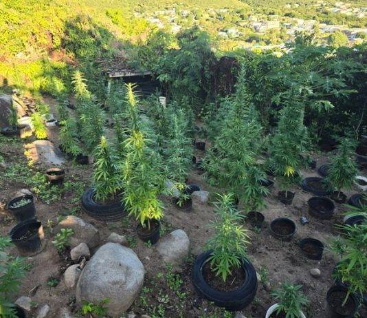 Discovery and Confiscation of Over 500 Marijuana Plants in Dutch Quarter
