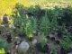 Discovery and Confiscation of Over 500 Marijuana Plants in Dutch Quarter