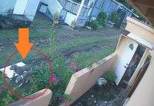 Dangerous Situation Involving Aggressive Pit Bulls in L.B. Scott Road and Industry Drive Area