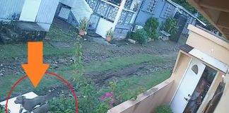 Dangerous Situation Involving Aggressive Pit Bulls in L.B. Scott Road and Industry Drive Area