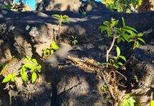 Next Phase in Invasive Species Control to further Promote Nature Conservation – Finalization Bounty Period