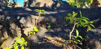 Next Phase in Invasive Species Control to further Promote Nature Conservation – Finalization Bounty Period