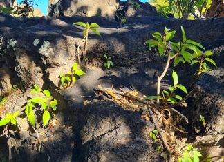 Next Phase in Invasive Species Control to further Promote Nature Conservation – Finalization Bounty Period
