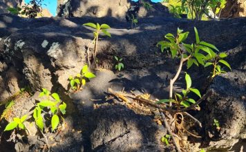 Next Phase in Invasive Species Control to further Promote Nature Conservation – Finalization Bounty Period