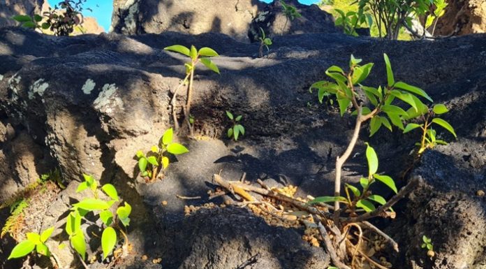 Next Phase in Invasive Species Control to further Promote Nature Conservation – Finalization Bounty Period