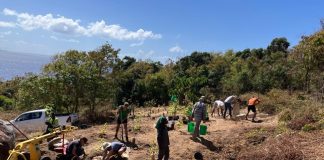 Statia’s botanical garden landscaping plan underway